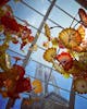 View of space needle from Chihuly Garden 