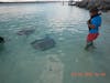 Stingray encounter! Can they sting me?