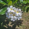 Plumeria 