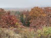 Fall colors Acadia National Park