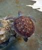 Cayman Turtle Centre