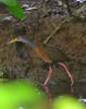 Gray-cowled Wood-Rail 