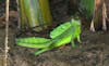 Basilisk Lizard