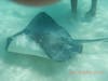 Under the sea! Rays feeding time. Sting Ray sand bar.
