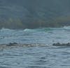 Otters at play