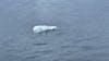 Penguin floating on a piece of ice, as seen from the ship