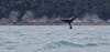 Whale tail from a private excursion in Juneau