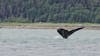 Whale tail from a private excursion in Juneau