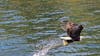 Eagle getting some lunch (Bering Sea Fishermans Tour)