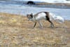 Artic Fox in Pyramiden