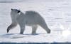 Polar bear, near the glacier