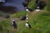 Puffins Hanging out on side cliff