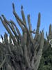 cool cactus along the road in Curacao