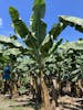 banana trees - try a banana at the plantation - delicious!!!