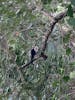 Capuchin monkey in trees along path on our hike