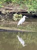 yellow-footed shore bird on Eco tour