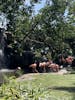 flamingos and waterfall in "Port Oasis" at the Cartegena port