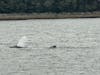 Whale Watch - Mother and Cub