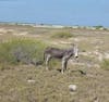 Wild Donkey 