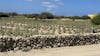  Fields of Aloe Vera 