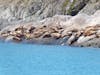 Sea Lions Sun Bathing