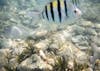 Snorkeling At Ocean Cay