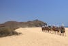 Camel Excursion