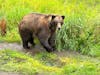 A photo of a brown bear from the Fortress of the Bear in Sitka