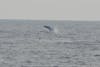 Breaching Humpback