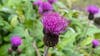 Thistle in a botanical garden