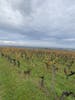 Vineyard at Chateau Rayne Vigneau