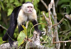 Fuerte Amador, Panama - Capuchin
