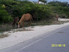 Grand Turk Island - Horses, donkey's and cows roamed free. They didn't budge as we drove by.