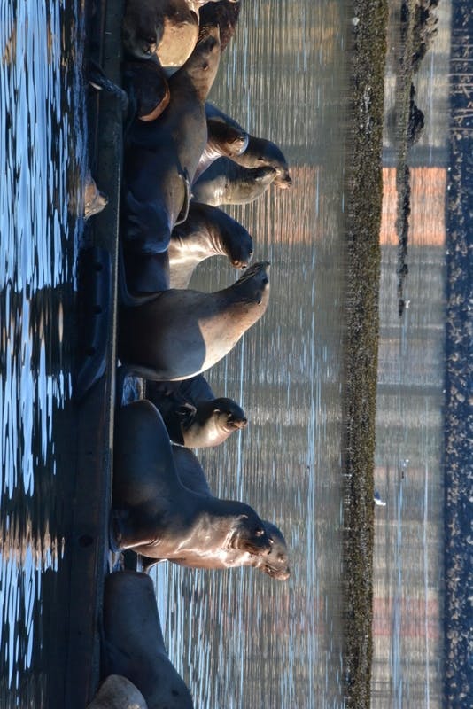 Kodiak, Alaska - Sea Lions