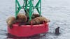 Sea lions on the buoy