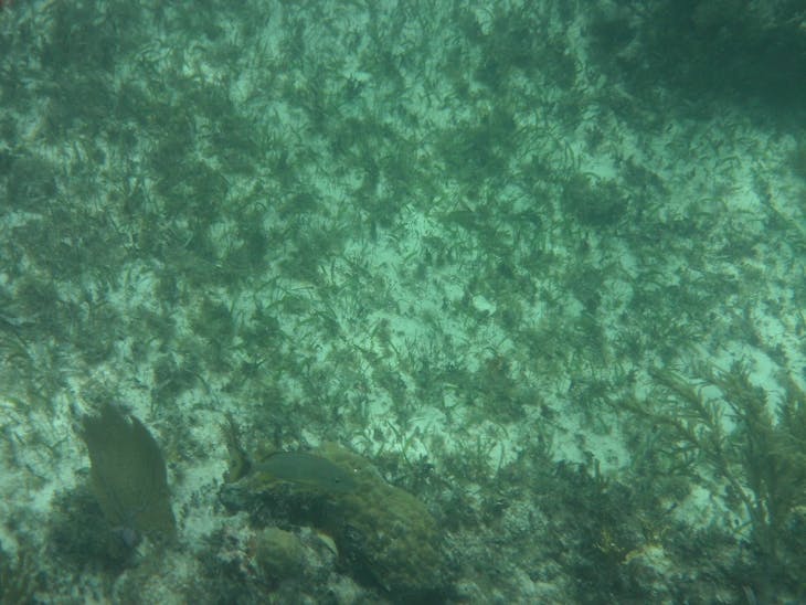 Costa Maya (Mahahual), Mexico - Snorkeling in Costa Maya