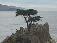 The lone cypress on the 17 mile drive