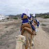 Camels on the beach