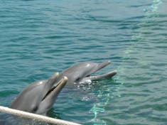 More Dolphin fun