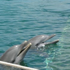 More Dolphin fun