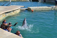 Swimming with the Dolphins