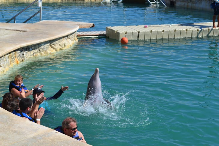 Swimming with the Dolphins - Carnival Dream