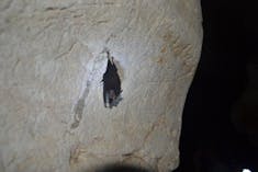 Bat on cave wall - Belize Excursion