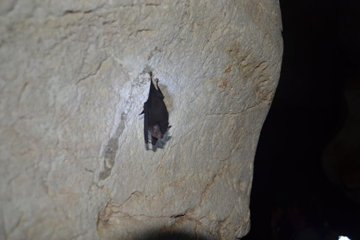Bat on cave wall - Belize Excursion - Carnival Dream