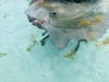 Sting Ray Sandbar Excursion 