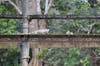 Day of the Iguana... crossing a foot bridge