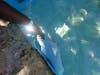 Stingray at Coral world 