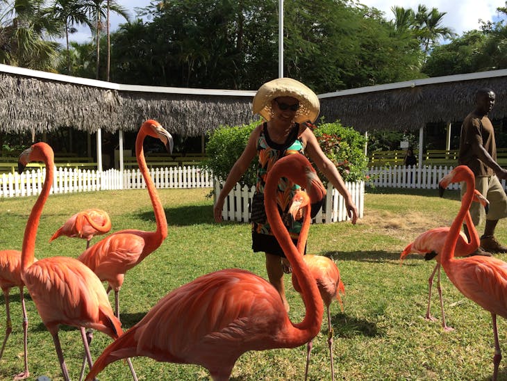 Nassau, Bahamas - Flamingo Dancing at the Ardastra Gardens and Zoo!