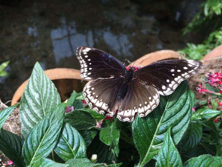 Key West, Florida - Butterfly at Butterfly Museum in Key West