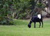 A resident of El Barrital Plantation.